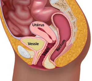 Schéma de l'anatomie pelvienne normale