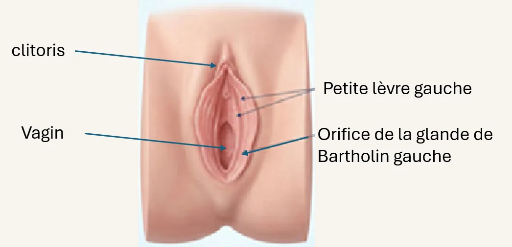 Schéma anatomique de la vulve : grandes et petites lèvres, clitoris, méat urétral, glandes de Skène et de Bartholin